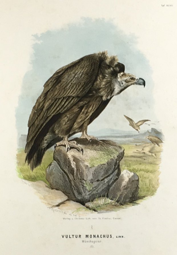 Abbildung von "Vultur monachus, Linn. Mönchsgeier. Alt. (Orig.-Chromolithographie)."
