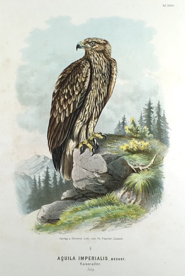 Abbildung von "Aquila imperialis, Bechst. Kaiseradler. Jung. (Original - Chromolithographie.)"