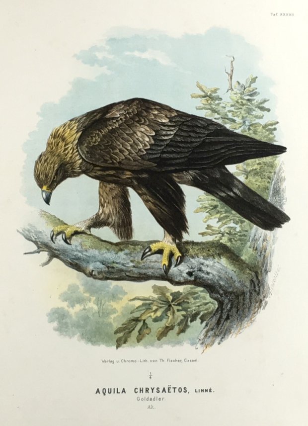 Abbildung von "Aquila Chrysaetos, Linné. Goldadler. Alt."