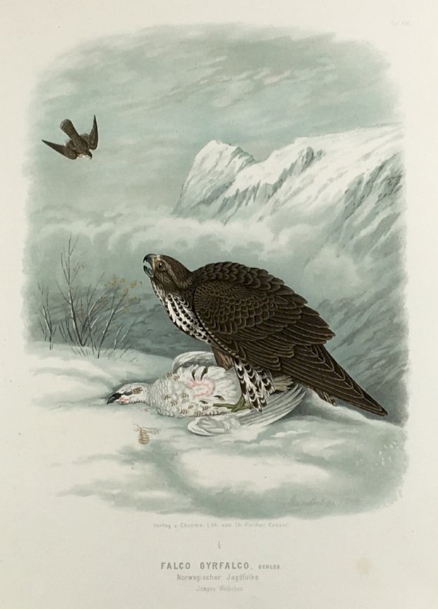 Abbildung von "Falco Gyrfalco, Schleg. Norwegischer Jagdfalke. Junges Weibchen. (Orig.-Chromolithographie)."