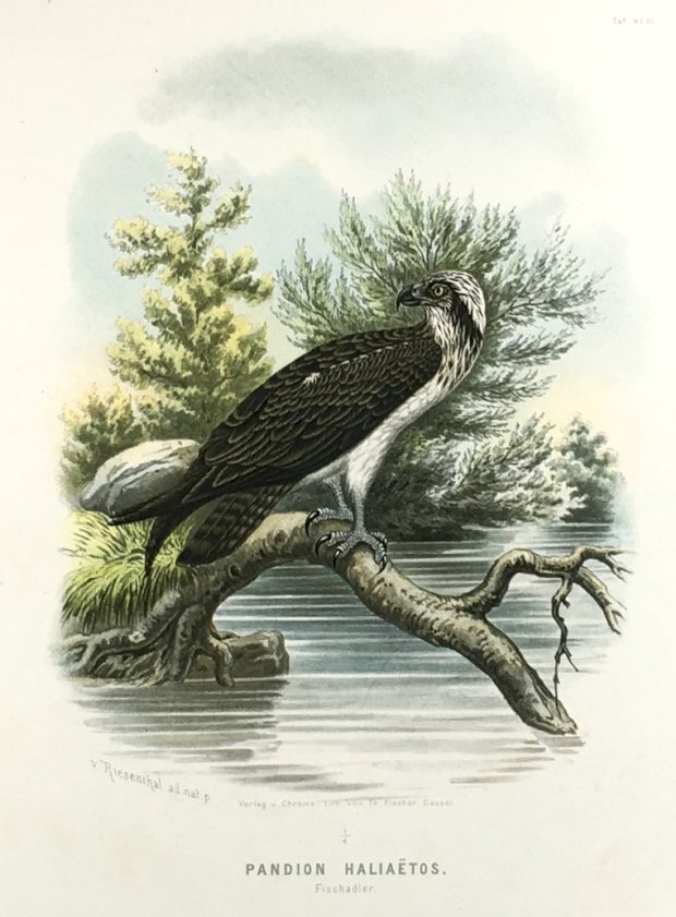 Abbildung von "Pandikon Haliaetos. Fischadler. (Original-Chromolithographie) ."