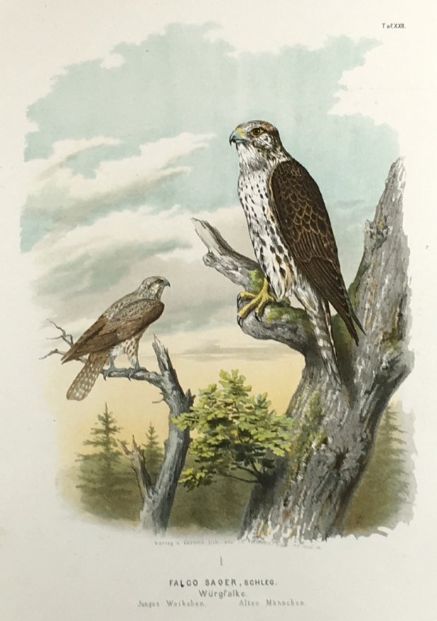 Abbildung von "Falco saqer, Schleg. Würgfalke. Junges Weibchen. Altes Männchen. (Orig.-Chromolithographie.)"