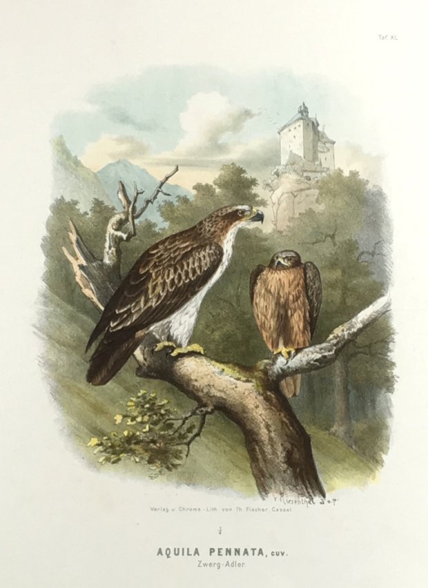 Abbildung von "Aquila Pennata, Cuv. Zwerg - Adler. (Orig.-Chromolithographie)."